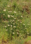 Volkameria eriophylla
