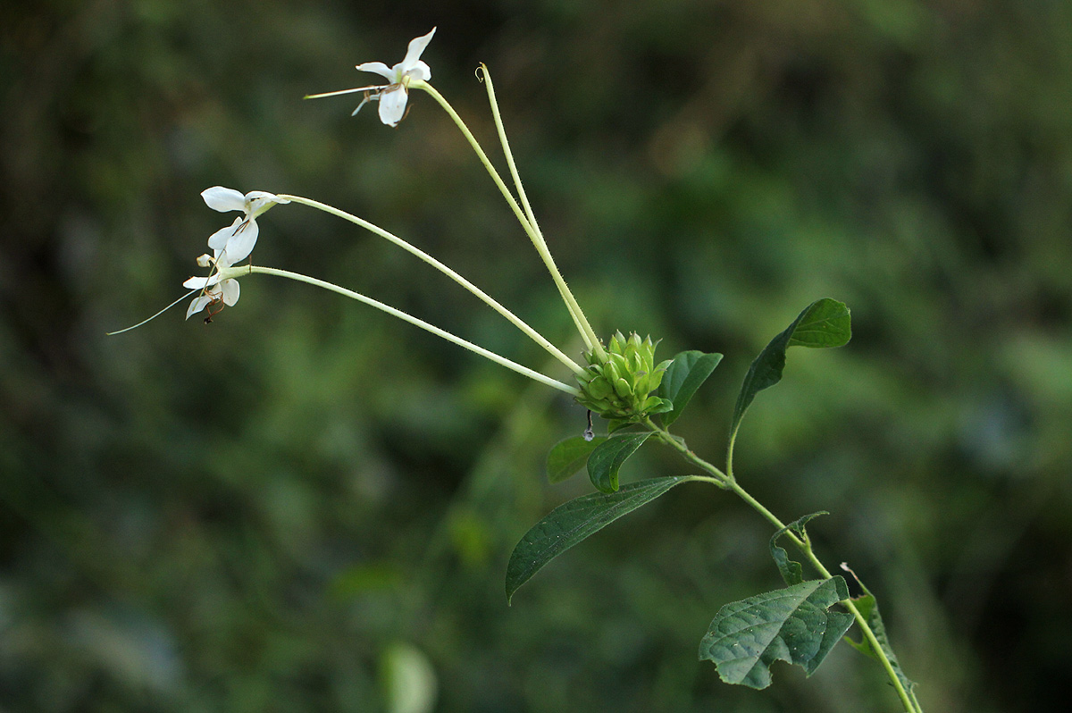 Clerodendrum robustum var. robustum