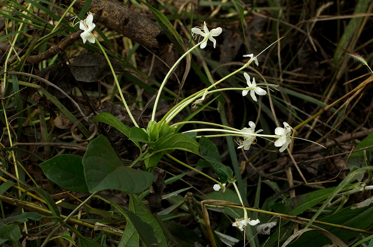 Clerodendrum robustum var. robustum