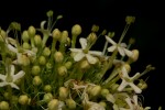 Clerodendrum pleiosciadium