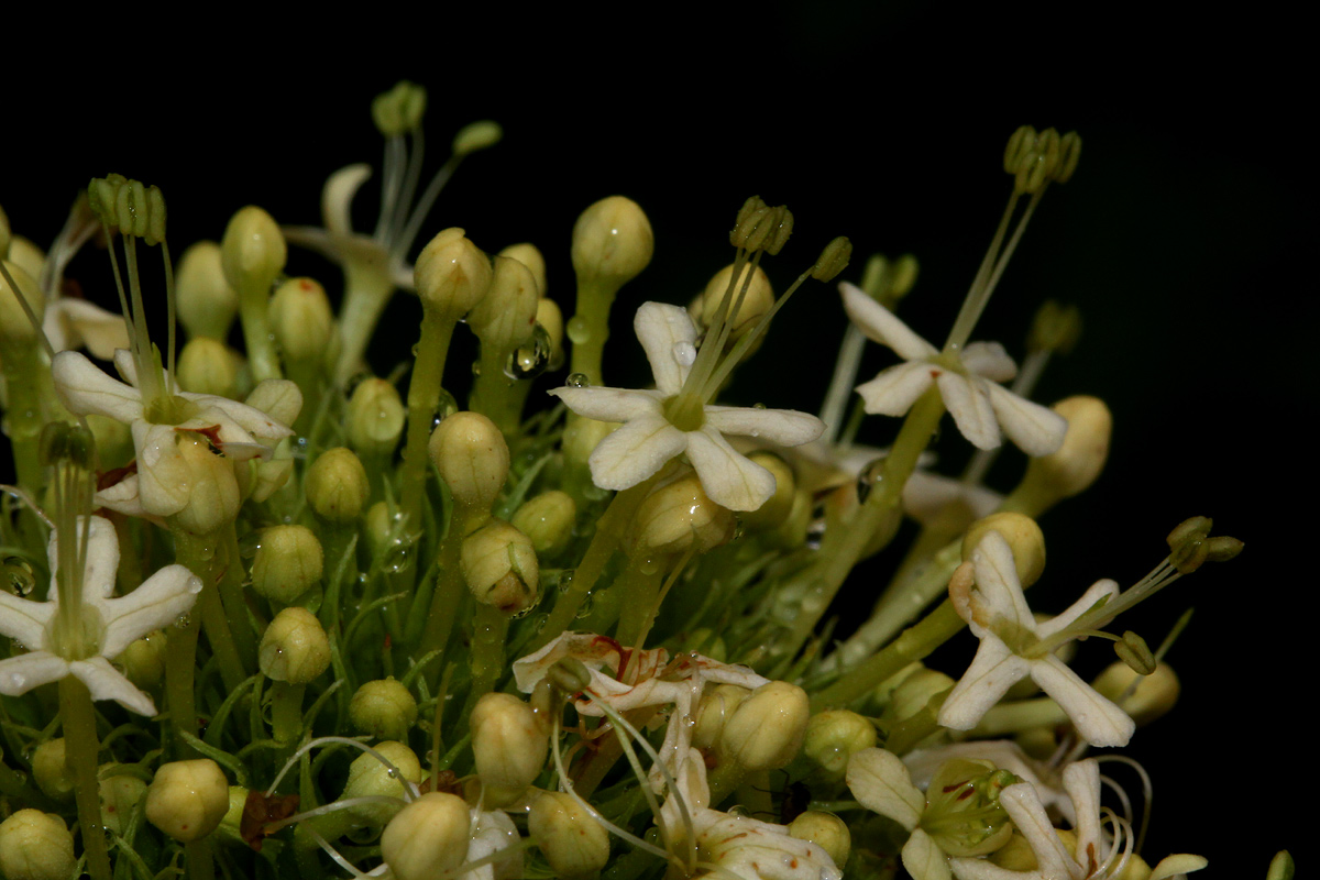 Clerodendrum pleiosciadium