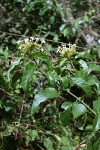 Clerodendrum pleiosciadium