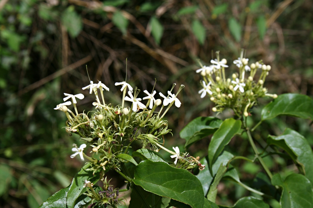 Clerodendrum pleiosciadium