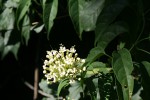 Clerodendrum pleiosciadium
