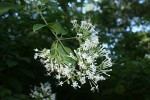 Clerodendrum pleiosciadium