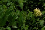 Clerodendrum pleiosciadium