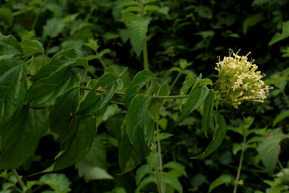 Clerodendrum pleiosciadium