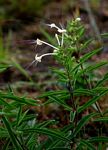 Clerodendrum ternatum