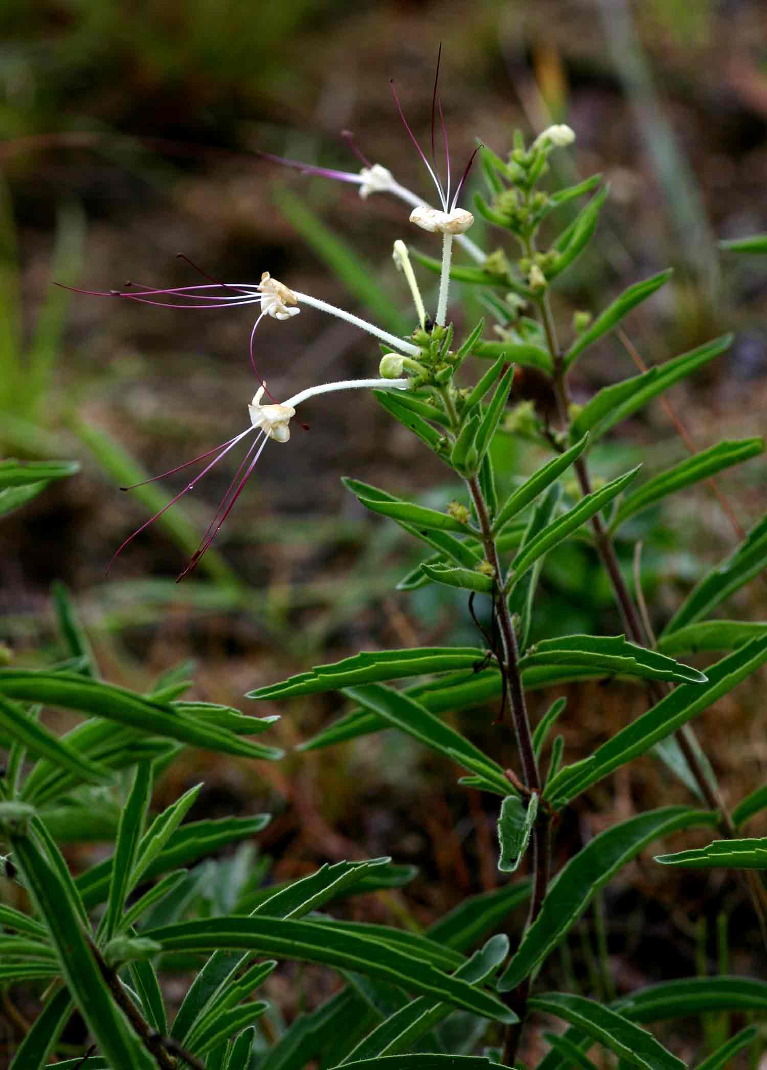 Clerodendrum ternatum