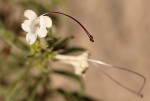 Clerodendrum ternatum