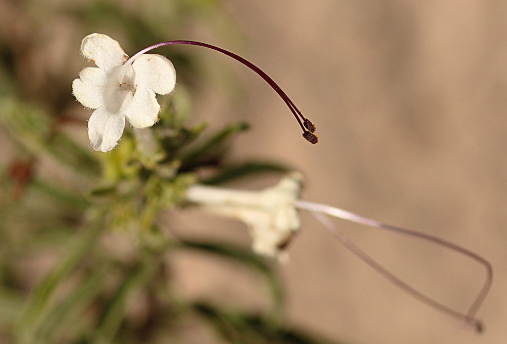 Clerodendrum ternatum