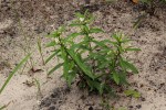 Clerodendrum ternatum