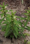 Clerodendrum ternatum