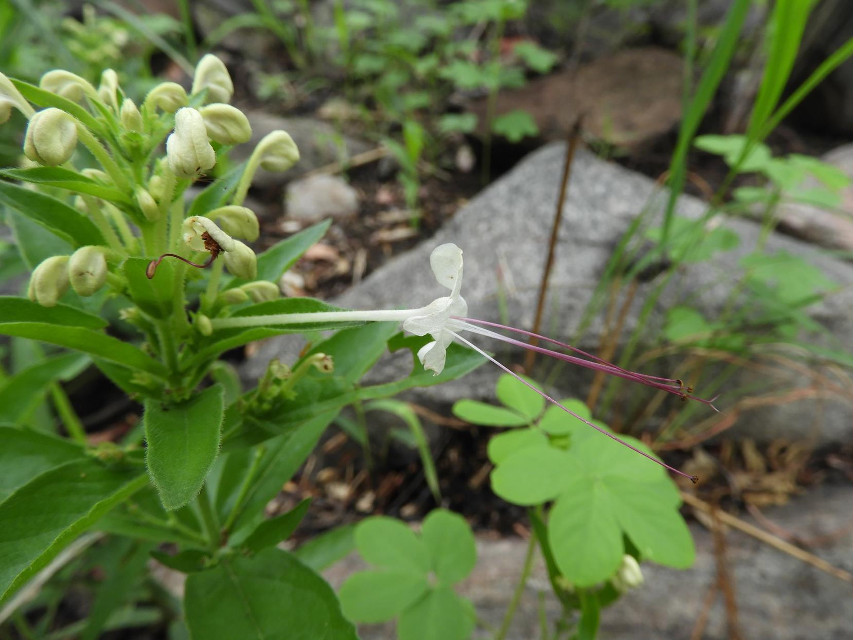 Clerodendrum ternatum