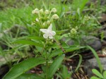 Clerodendrum ternatum