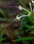 Clerodendrum ternatum