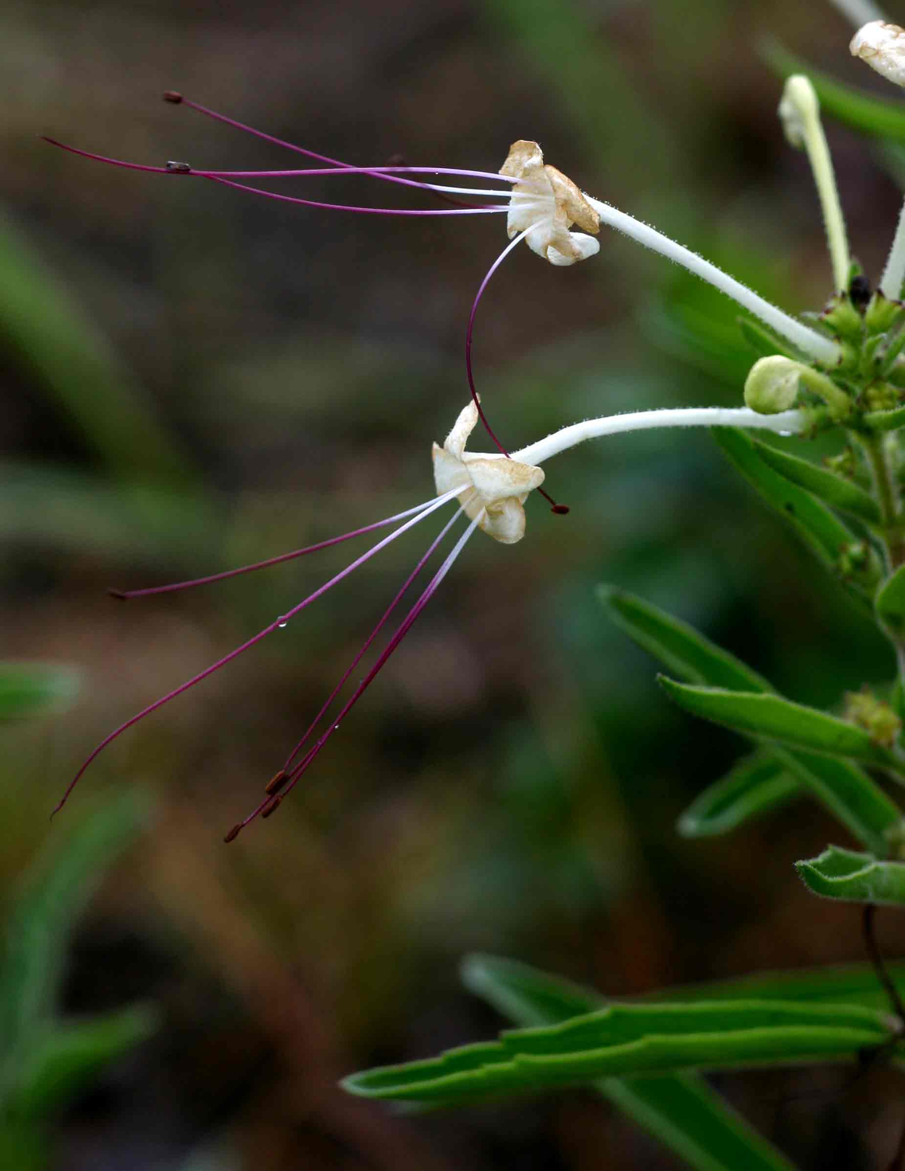 Clerodendrum ternatum