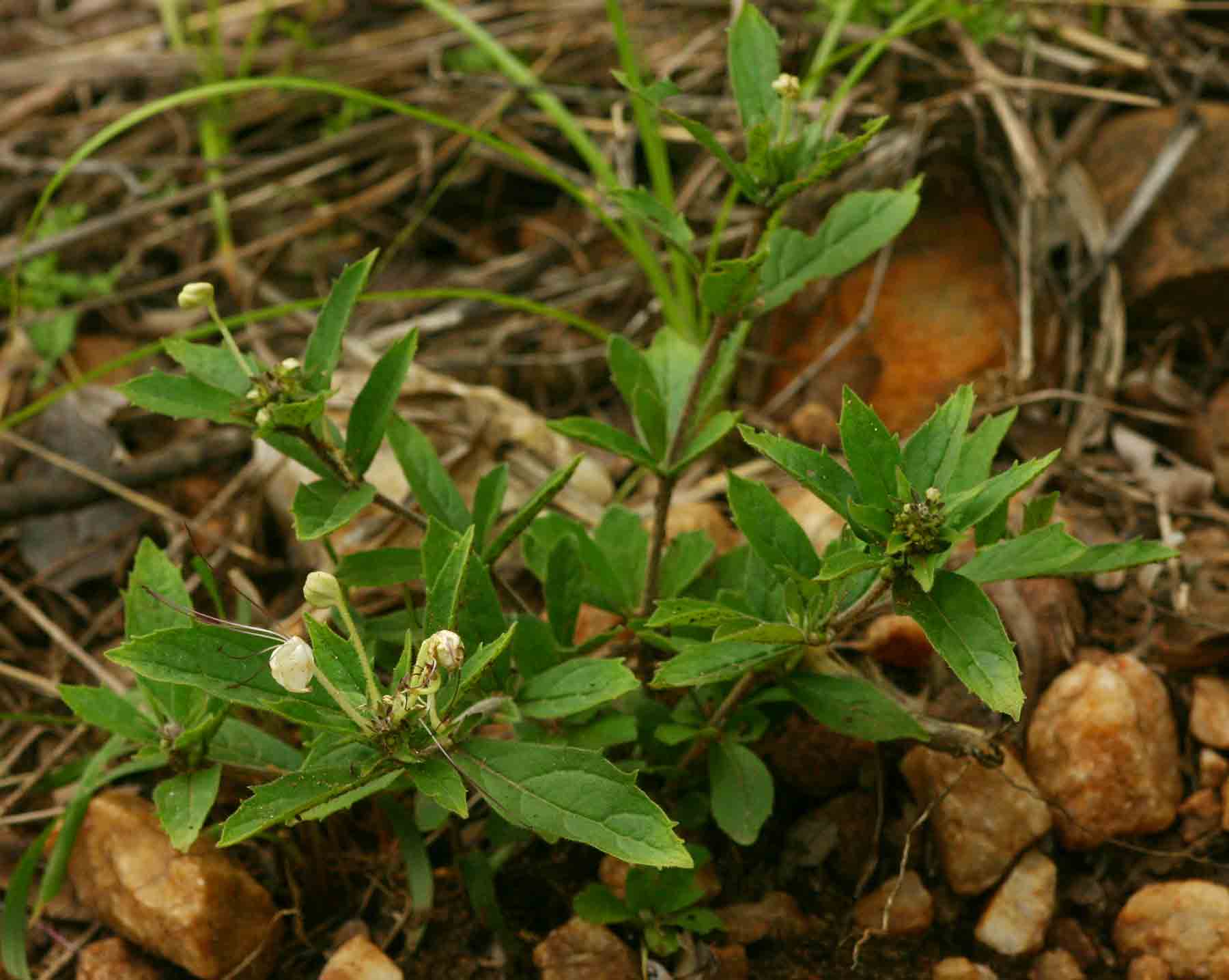 Clerodendrum ternatum