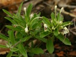 Clerodendrum ternatum
