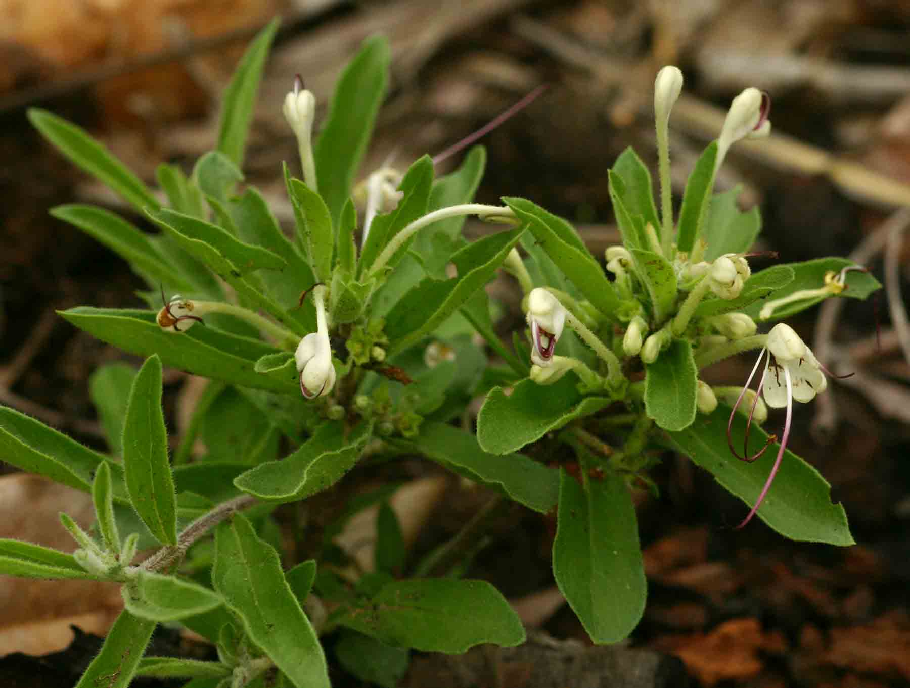 Clerodendrum ternatum