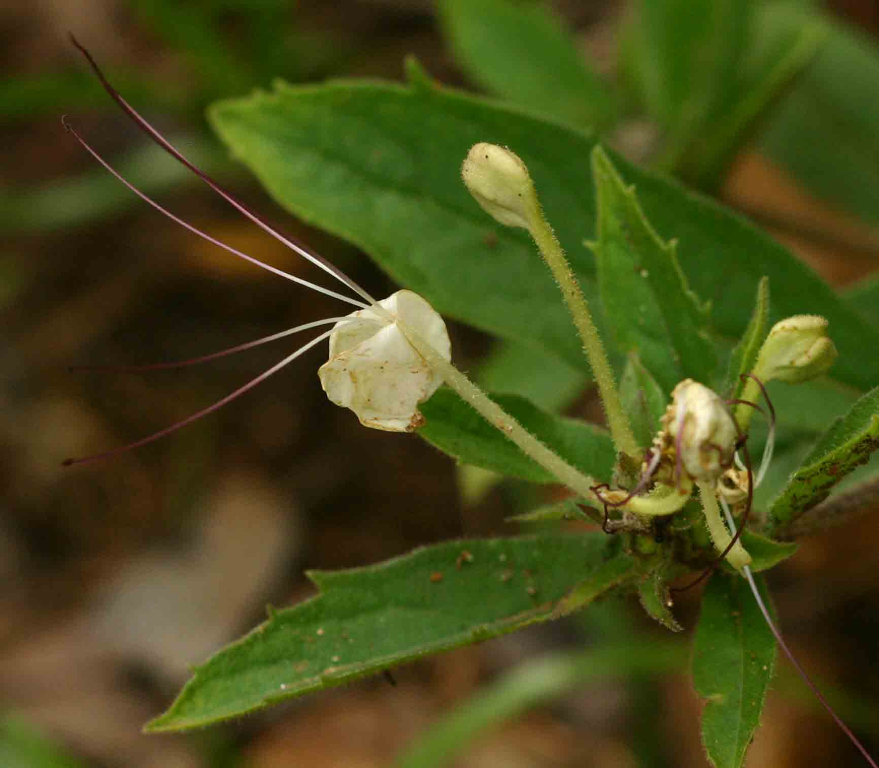 Clerodendrum ternatum