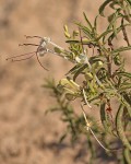 Clerodendrum ternatum