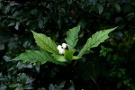 Clerodendrum incisum