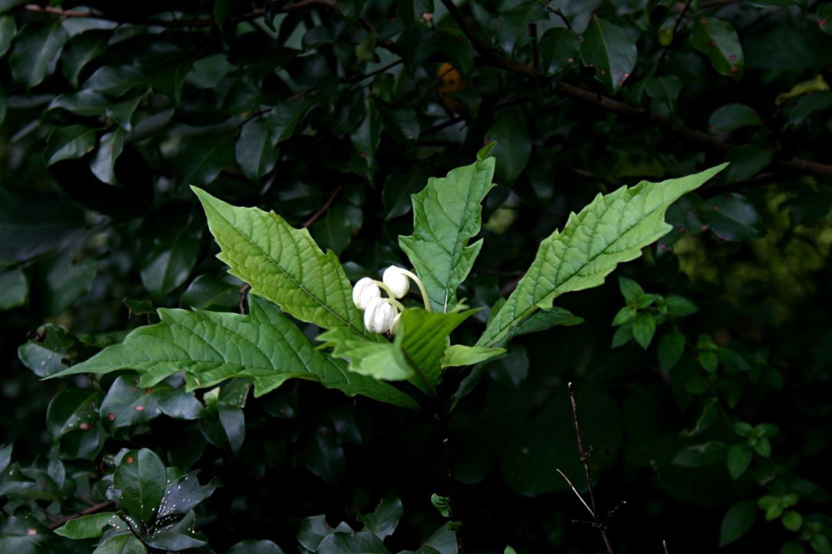 Clerodendrum incisum