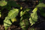 Clerodendrum incisum