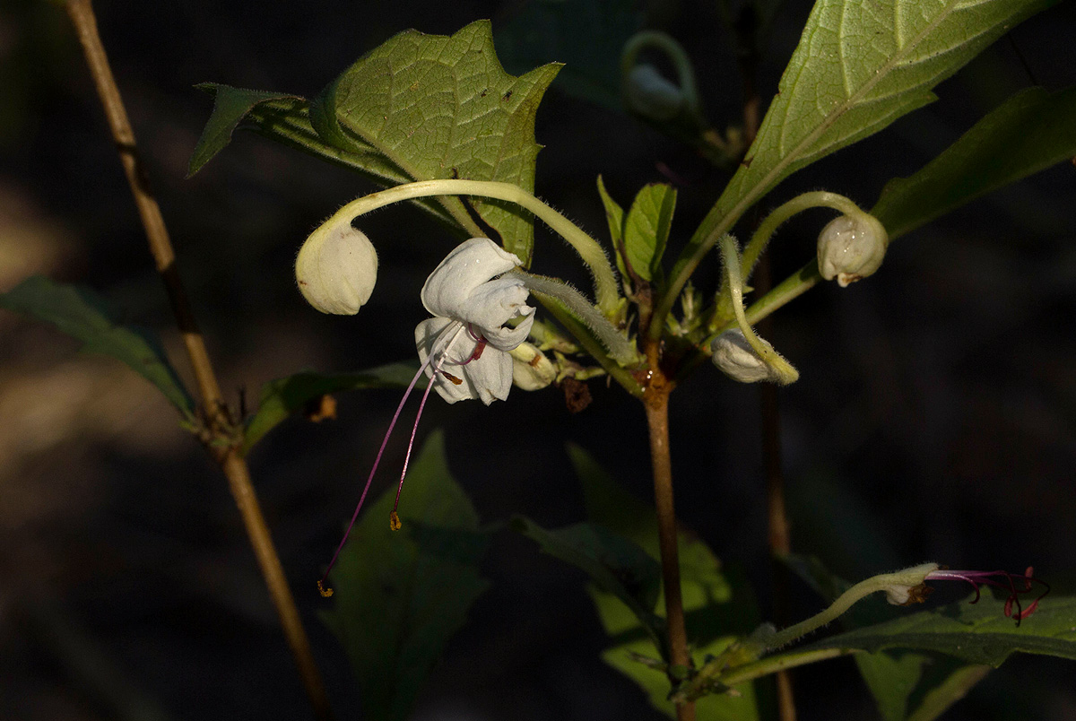 Clerodendrum incisum