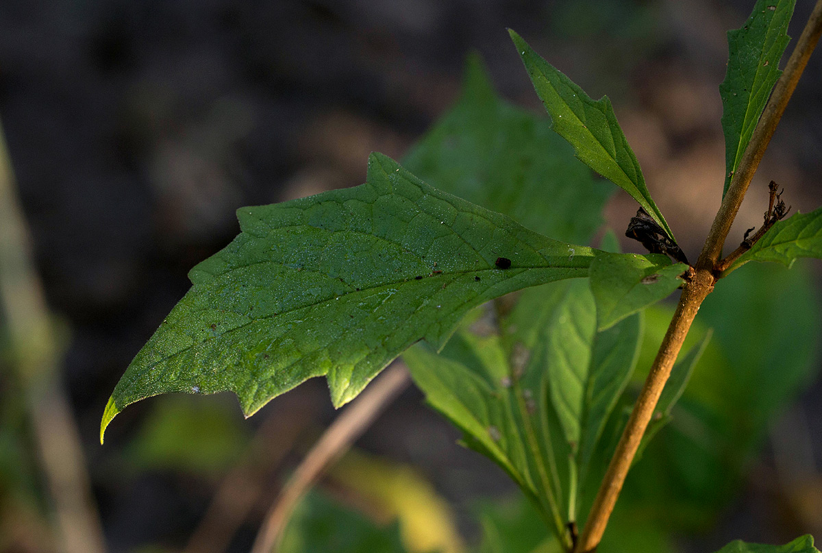 Clerodendrum incisum