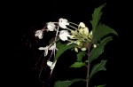 Clerodendrum incisum