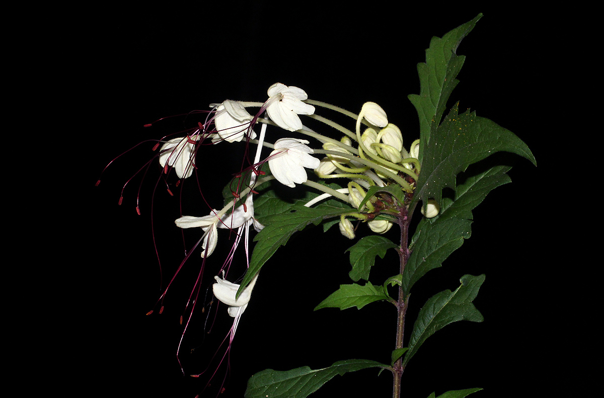 Clerodendrum incisum