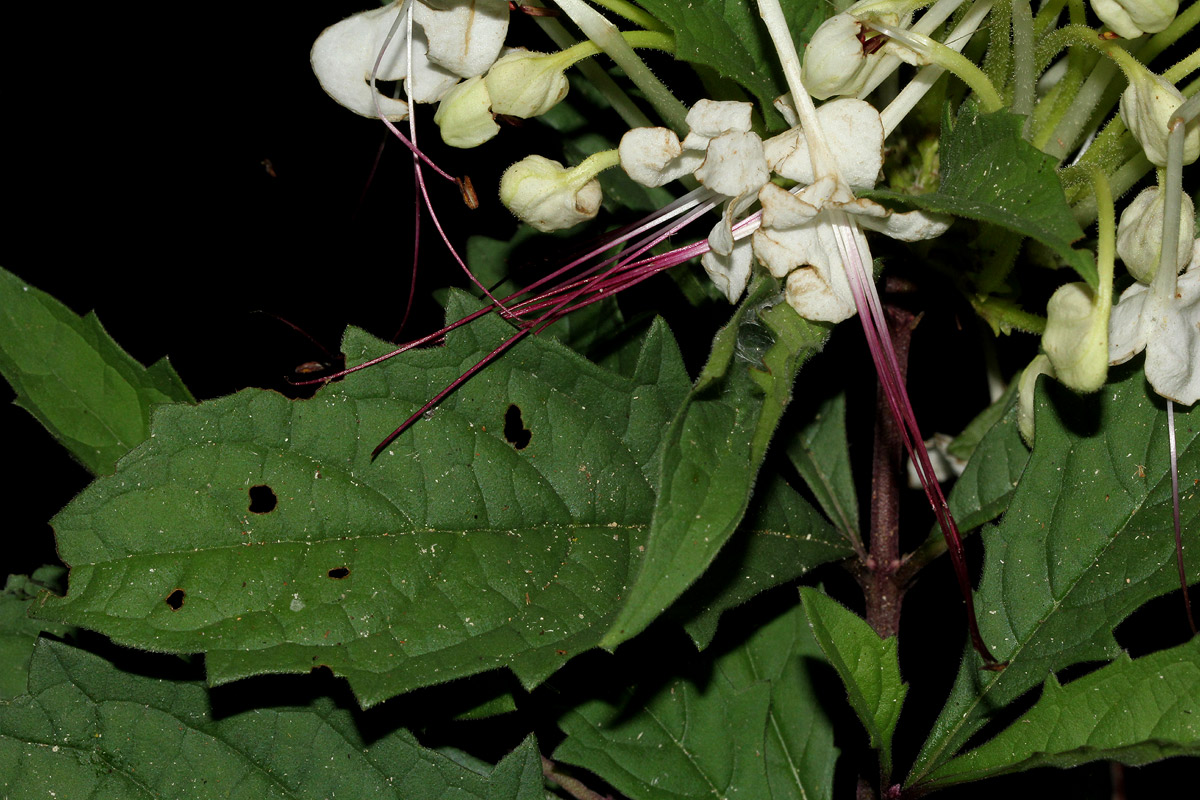 Clerodendrum incisum