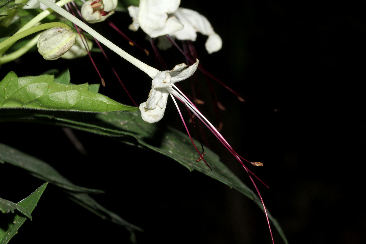 Clerodendrum incisum