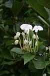 Clerodendrum incisum