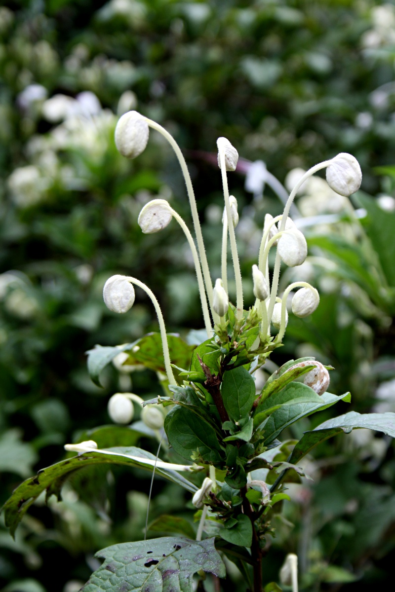 Clerodendrum incisum