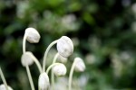 Clerodendrum incisum