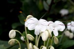Clerodendrum incisum