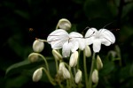 Clerodendrum incisum