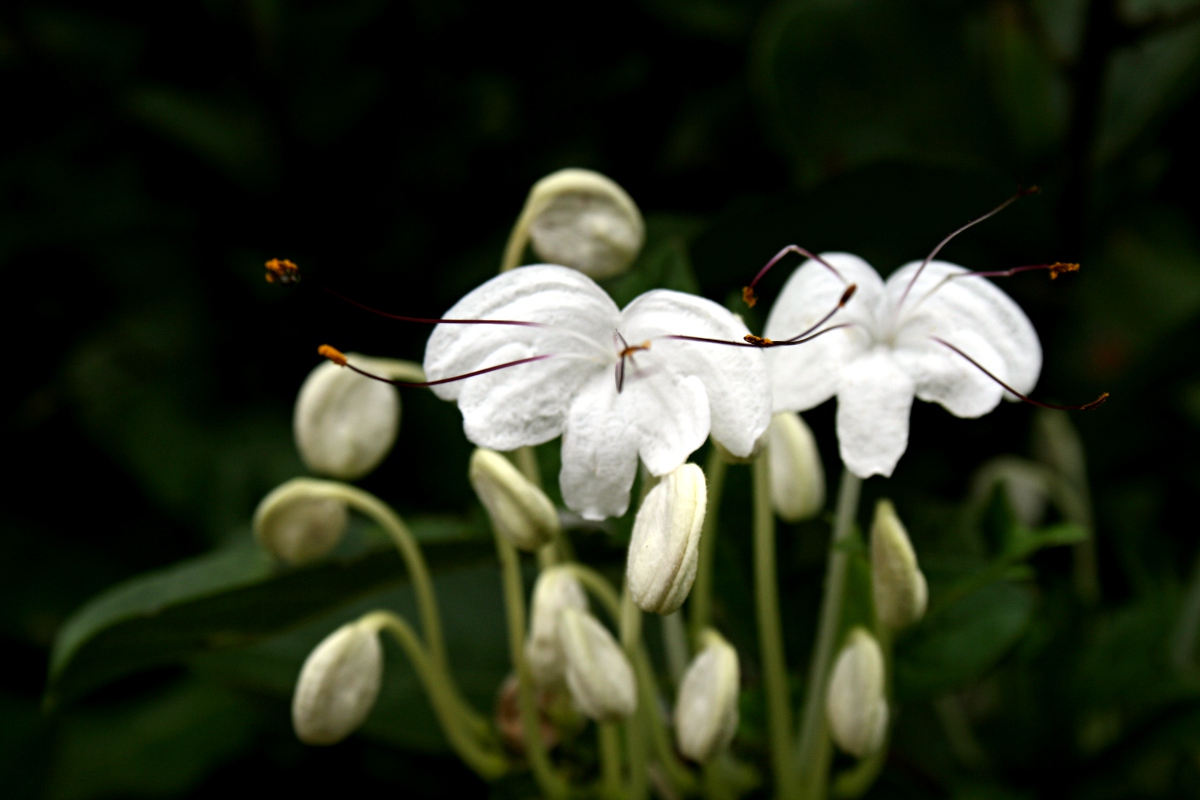 Clerodendrum incisum
