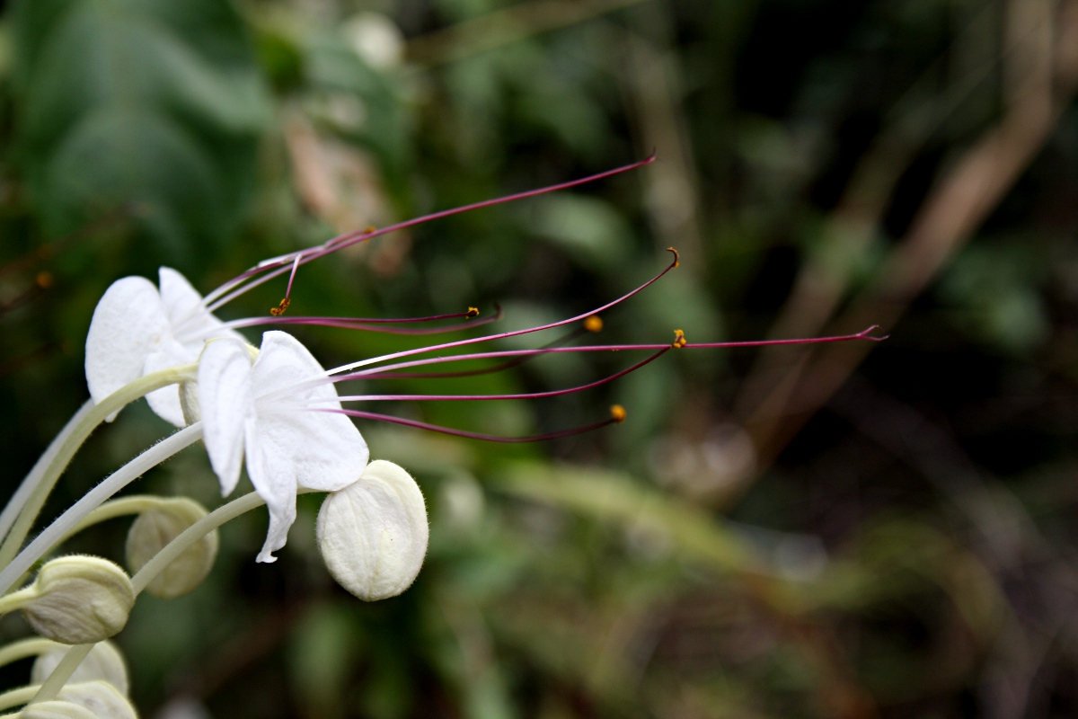 Clerodendrum incisum