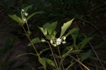 Clerodendrum incisum