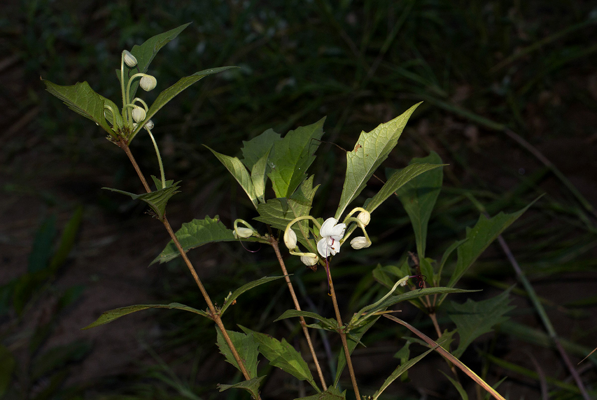 Clerodendrum incisum