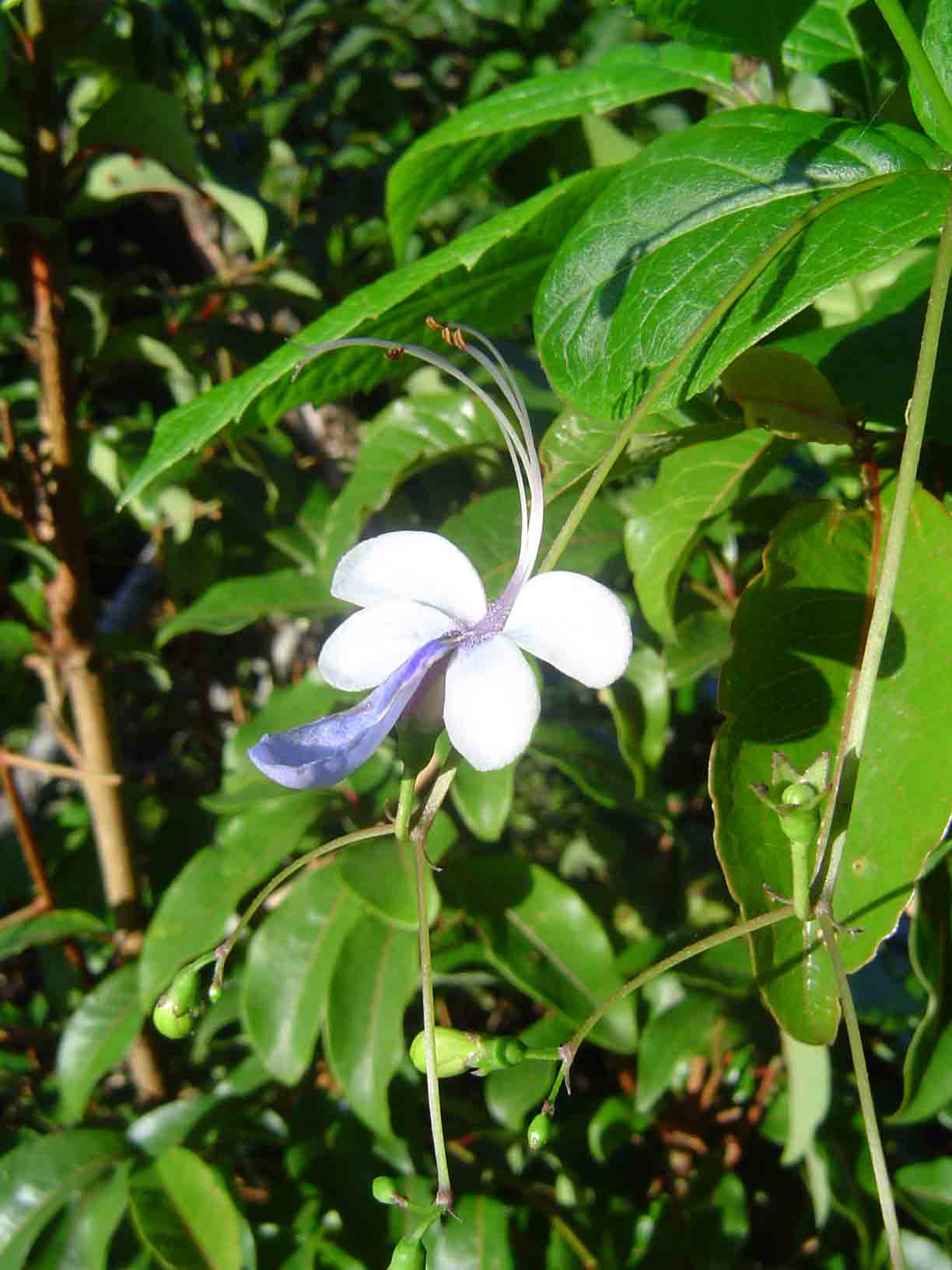 Rotheca myricoides