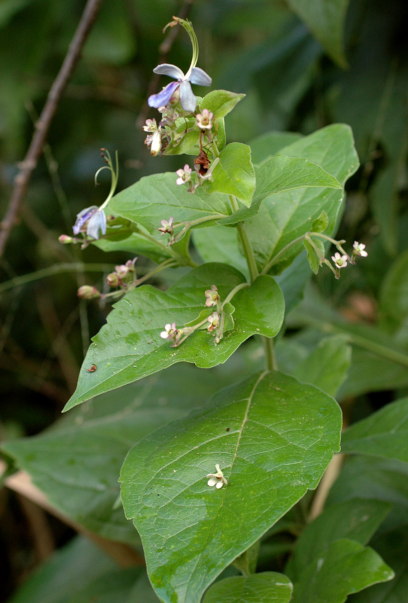 Rotheca myricoides