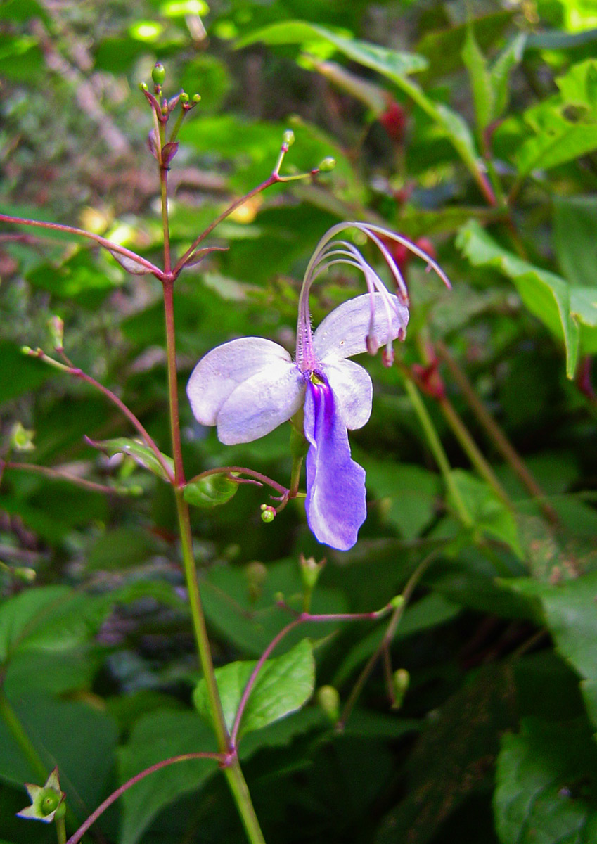Rotheca myricoides