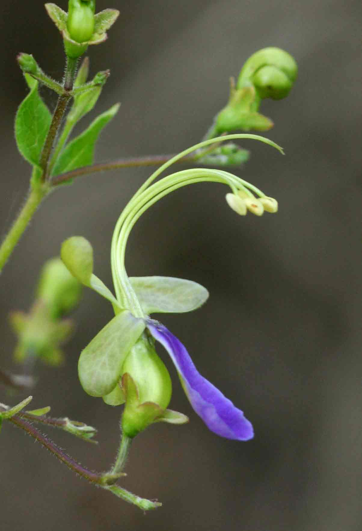 Rotheca myricoides