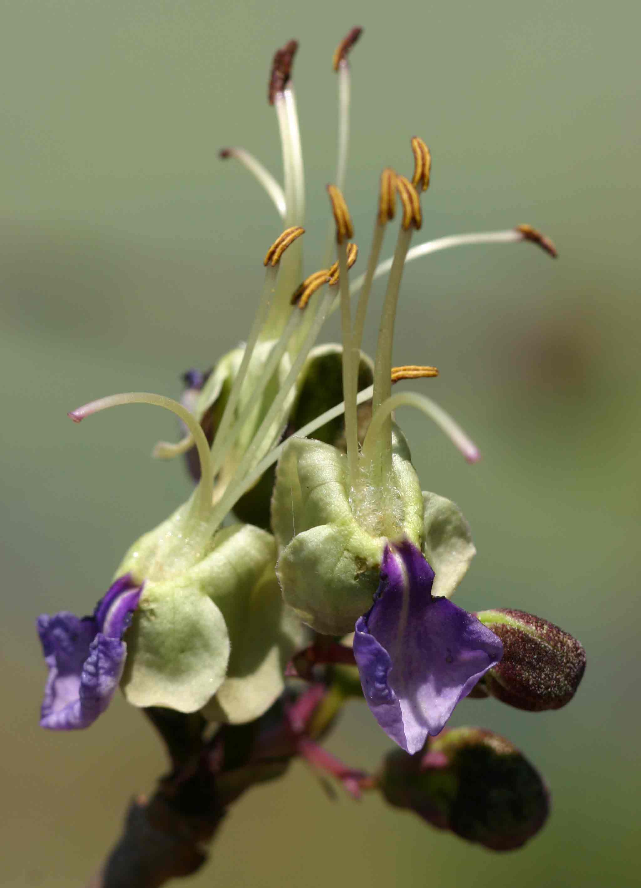 Rotheca wildii