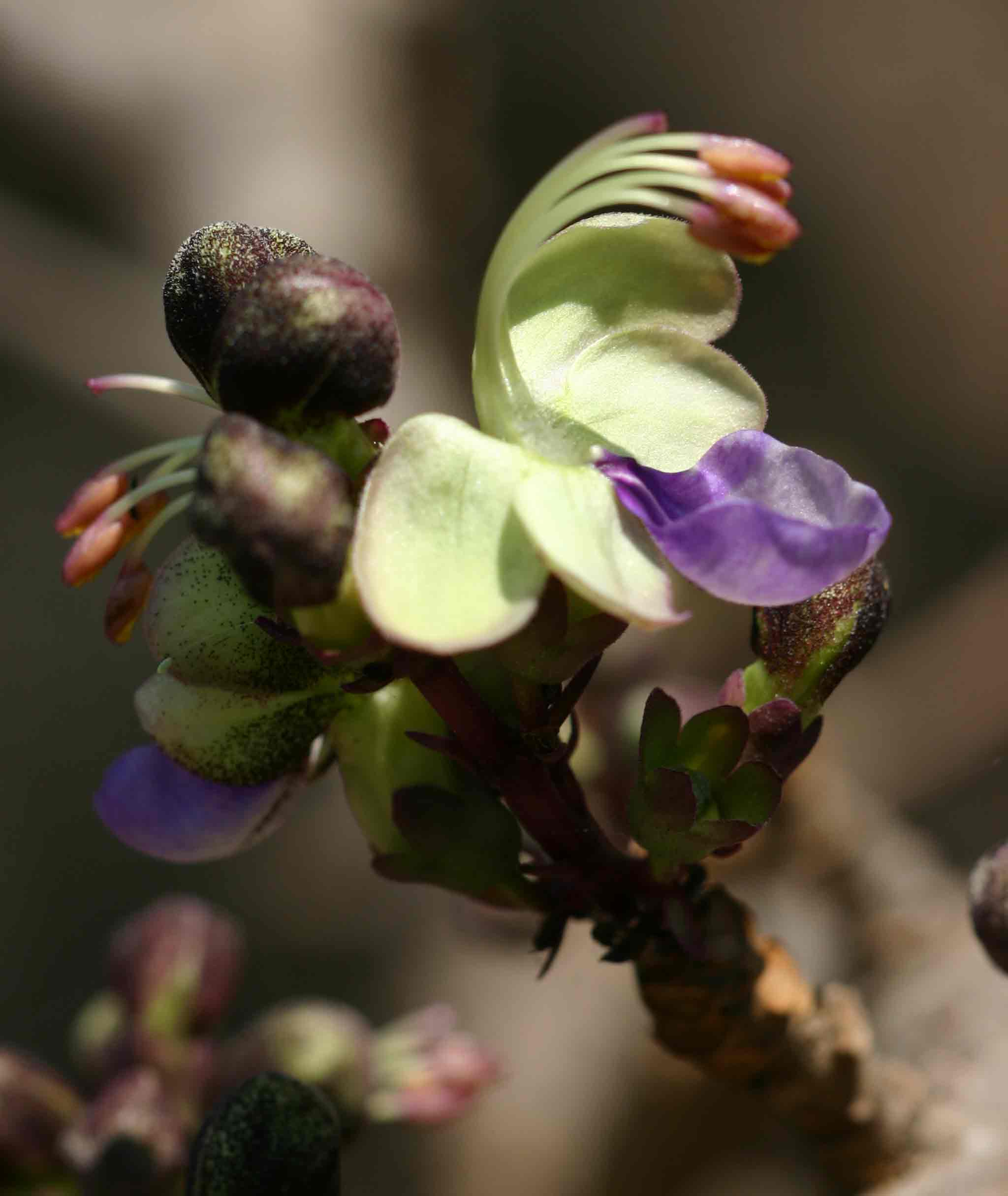 Rotheca wildii